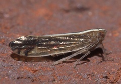 Stenocranus vittatus
