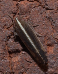 Stenocranus vittatus