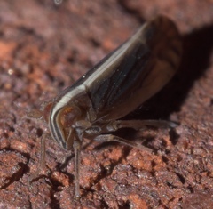 Stenocranus vittatus