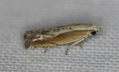 Eucosma kiscana
