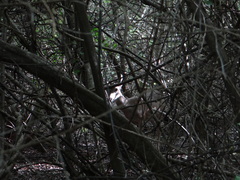 Odocoileus virginianus curassavicus