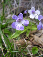 Pinguicula corsica