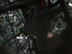 Odocoileus virginianus curassavicus