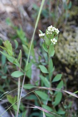 Comandra umbellata californica