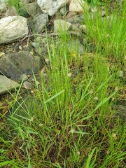 Eleocharis mamillata