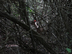 Odocoileus virginianus curassavicus