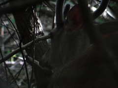 Odocoileus virginianus curassavicus