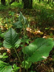 Saussurea controversa