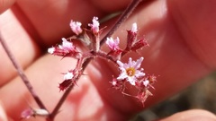 Chorizanthe fimbriata