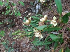 Rhynchostele maculata