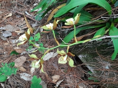 Rhynchostele maculata