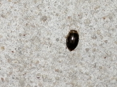 Laccophilus peregrinus