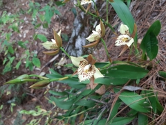 Rhynchostele maculata