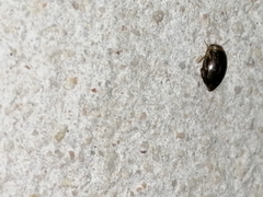 Laccophilus peregrinus