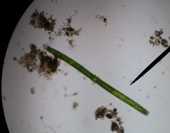 Hyalotheca
