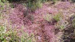 Chorizanthe fimbriata