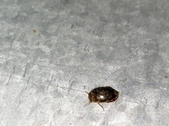 Laccophilus peregrinus