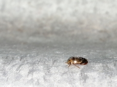 Laccophilus peregrinus