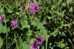 Centaurea rhaetica