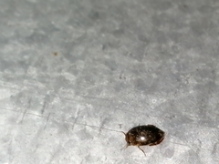 Laccophilus peregrinus