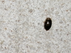 Laccophilus peregrinus