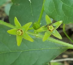 Gonolobus suberosus suberosus