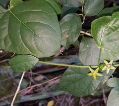 Gonolobus suberosus suberosus