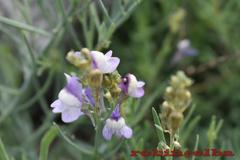 Linaria capraria