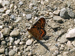 Euphydryas intermedia