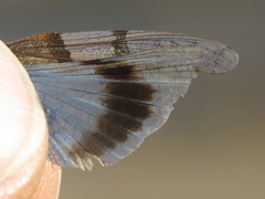 Sphingonotus lluciapomaresi