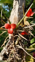 Tillandsia albertiana