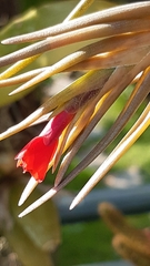 Tillandsia albertiana