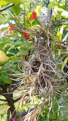 Tillandsia albertiana