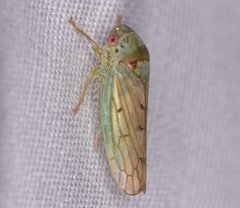 Polana quadrinotata