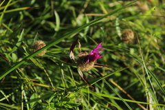 Centaurea rhaetica