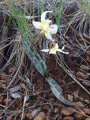 Erythronium citrinum