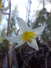 Erythronium citrinum