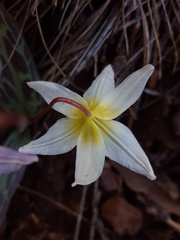 Erythronium citrinum