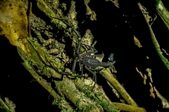 Tityus obscurus