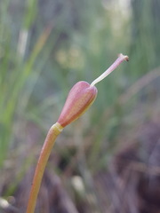 Erythronium citrinum