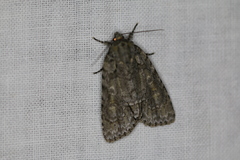 Acronicta impleta