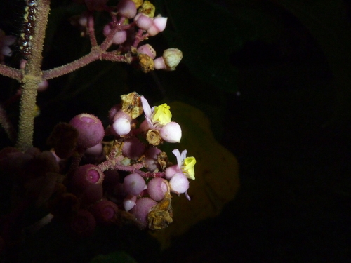 Miconia subcrustulata, photograph 5