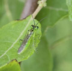 Rhogogaster viridis