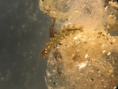 Micronereis nanaimoensis