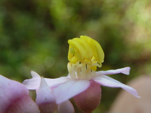 Miconia subcrustulata, photograph 6