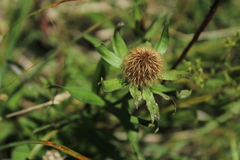 Centaurea rhaetica