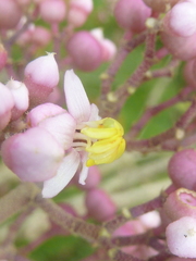 Miconia subcrustulata