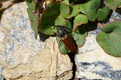 Ctenicera virens