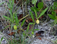 Physalis angustifolia