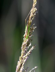 Conocephalus gracillimus